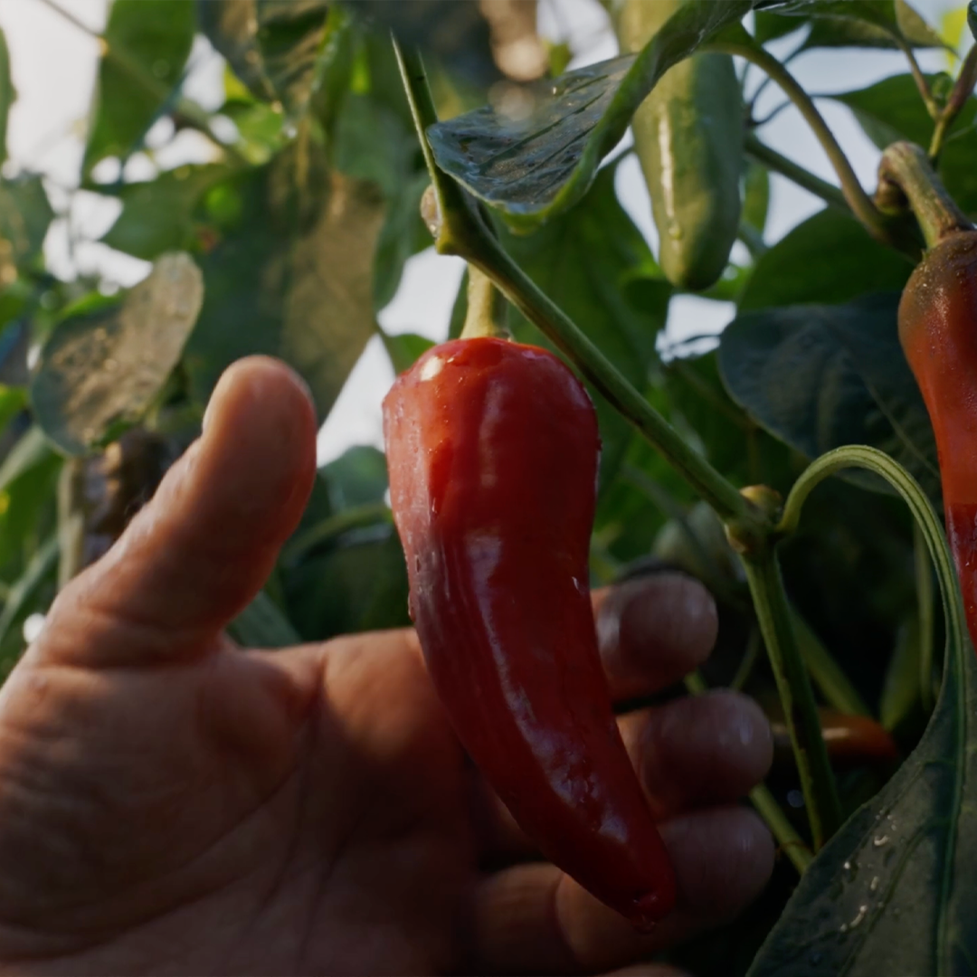 Piment d'Espelette AOP en Poudre : L’épice incontournable
