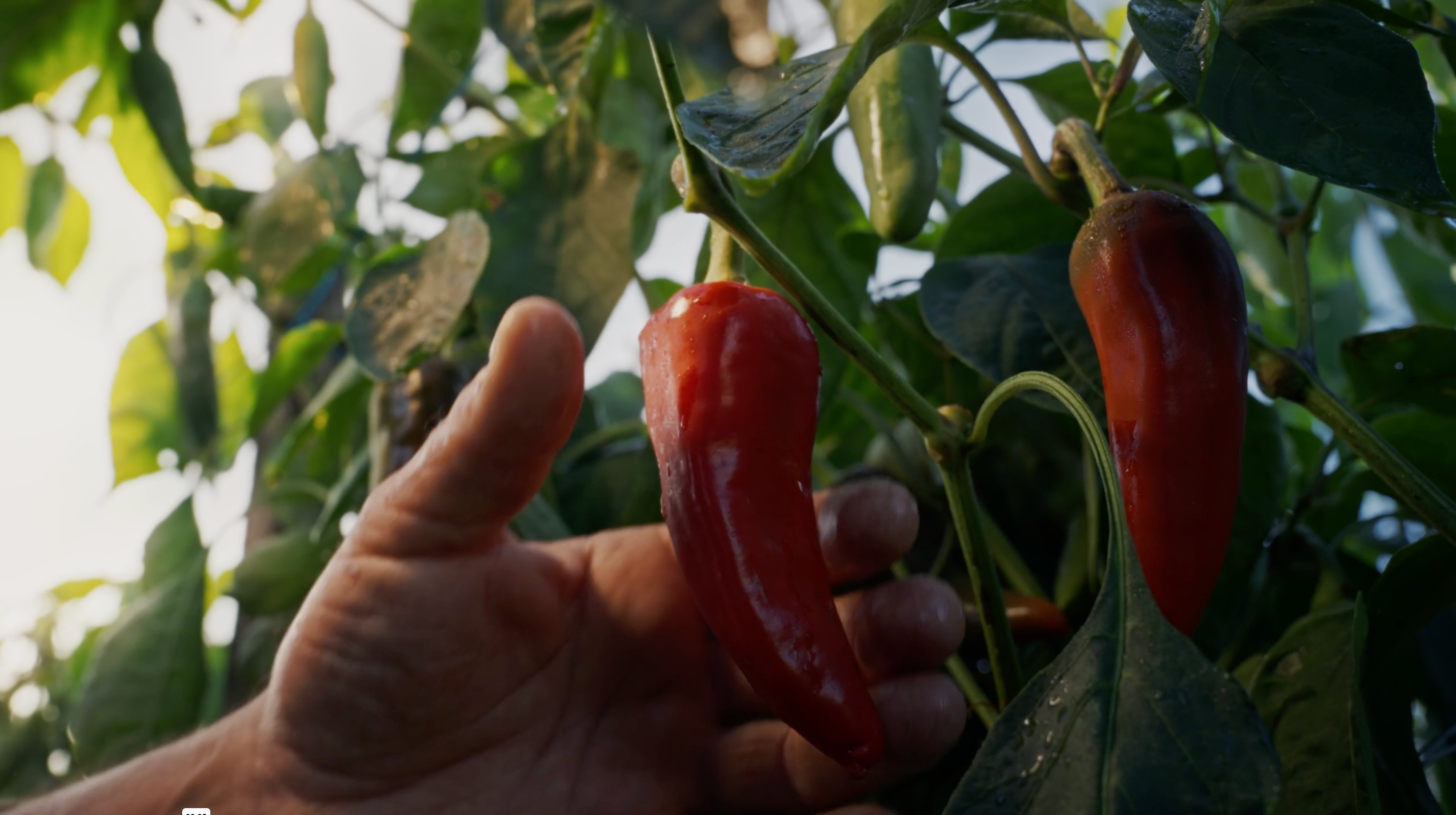 Piments d'Espelette